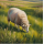 Psalm 23